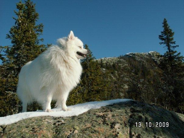 Japansk spids Nikki billede 5