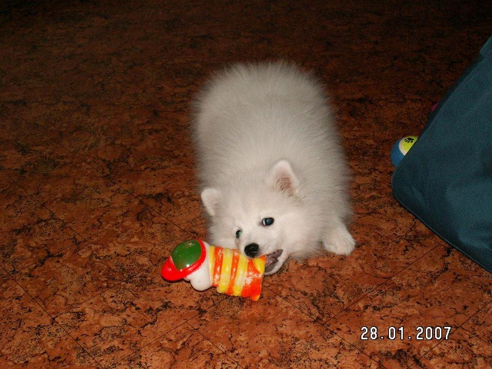 Japansk spids Nikki billede 1