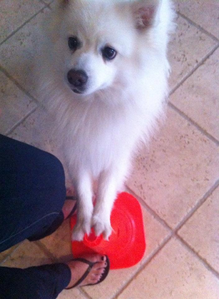 Japansk spids Nikki billede 6