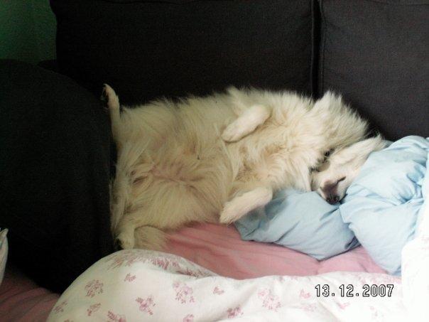 Japansk spids Nikki billede 2