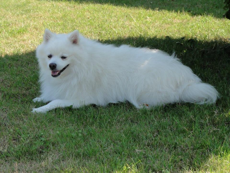 Japansk spids Nikki billede 7