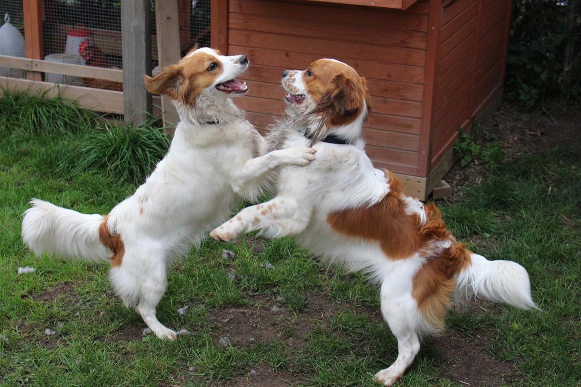 Kooikerhondje Barney billede 17