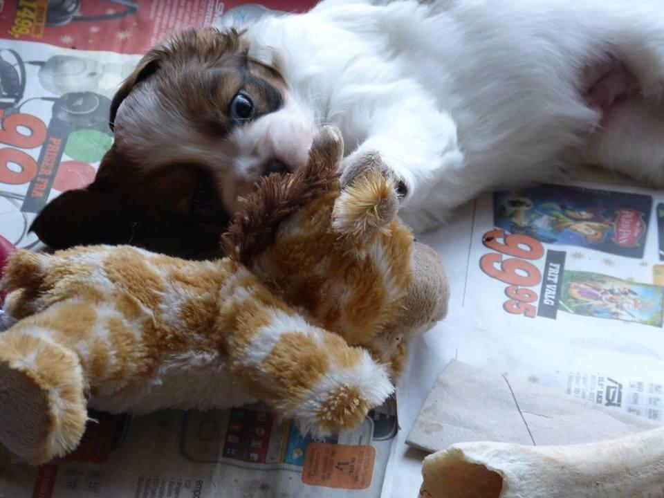 Kooikerhondje Barney billede 18