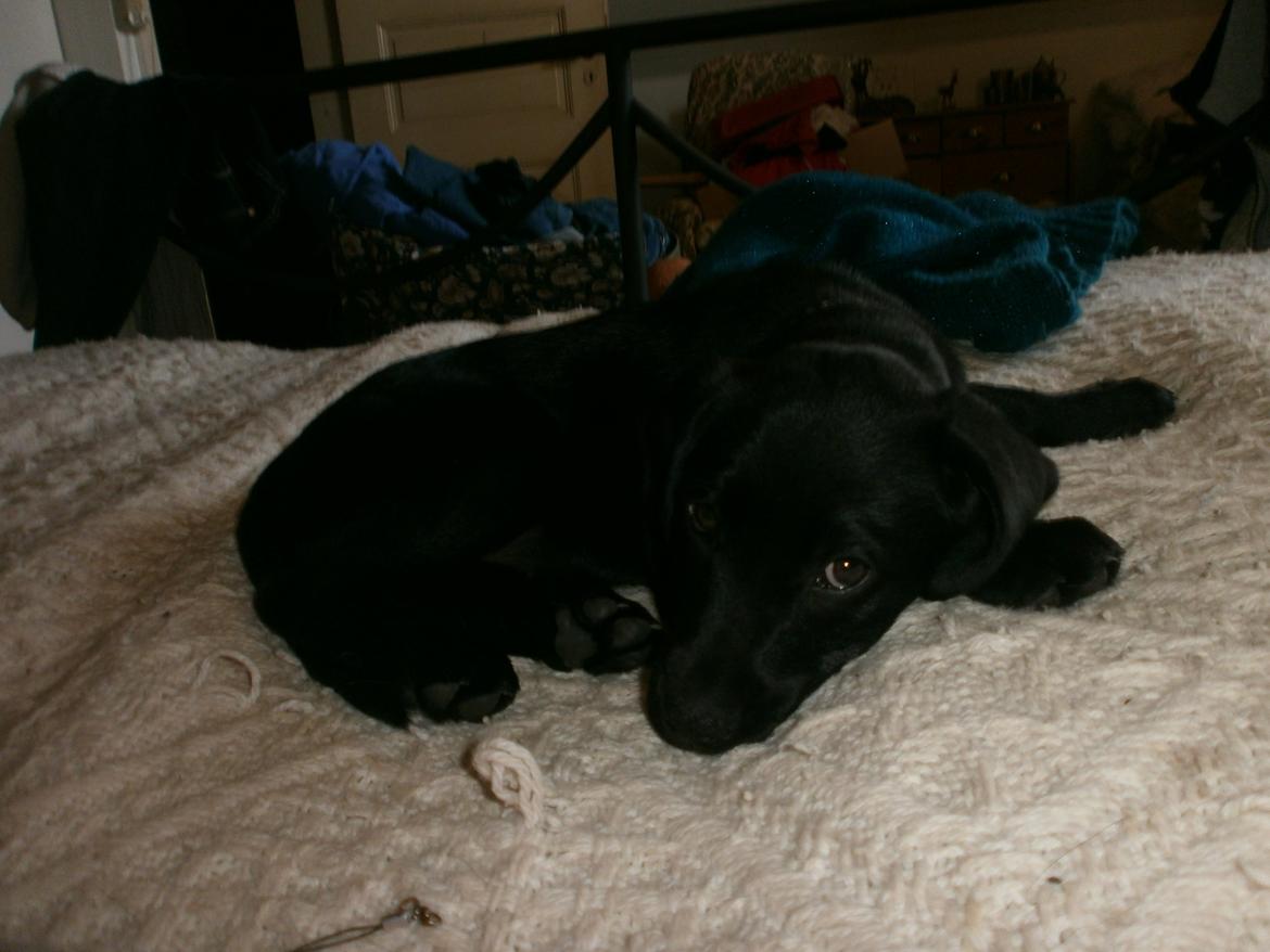 Labrador retriever † Sif †  billede 30