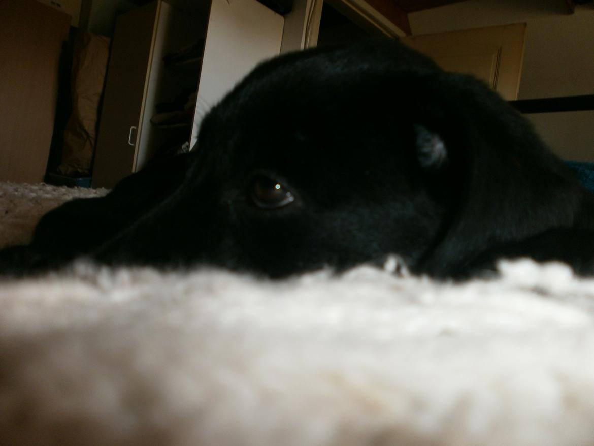 Labrador retriever Sif billede 32