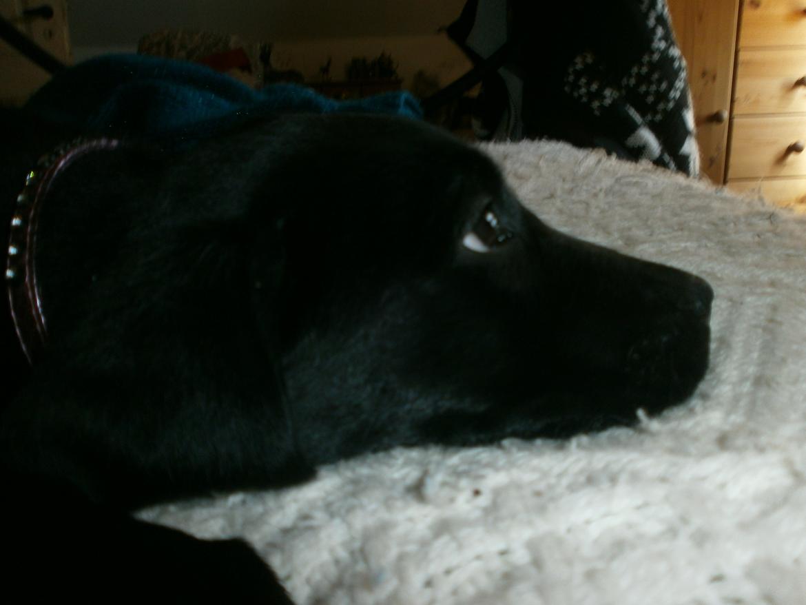 Labrador retriever Sif billede 21