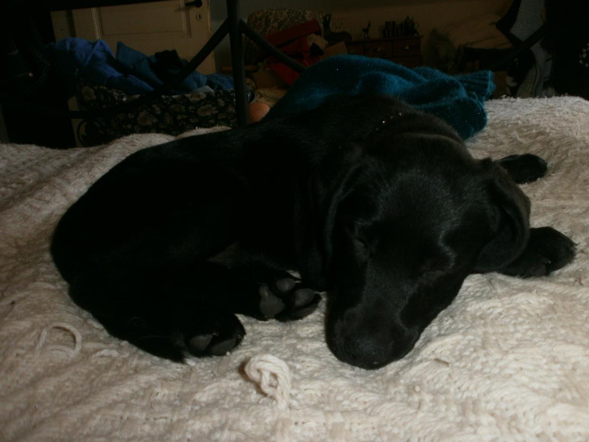 Labrador retriever Sif billede 37