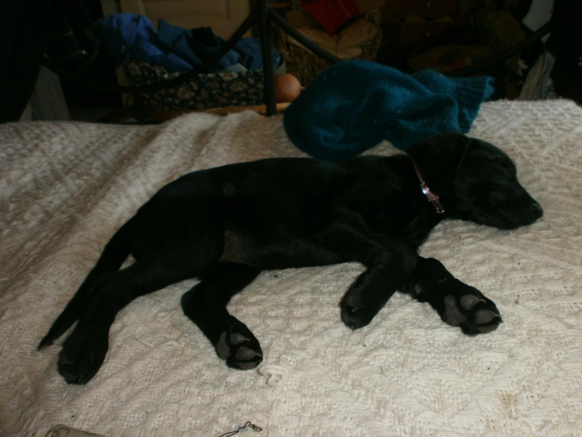 Labrador retriever Sif billede 40