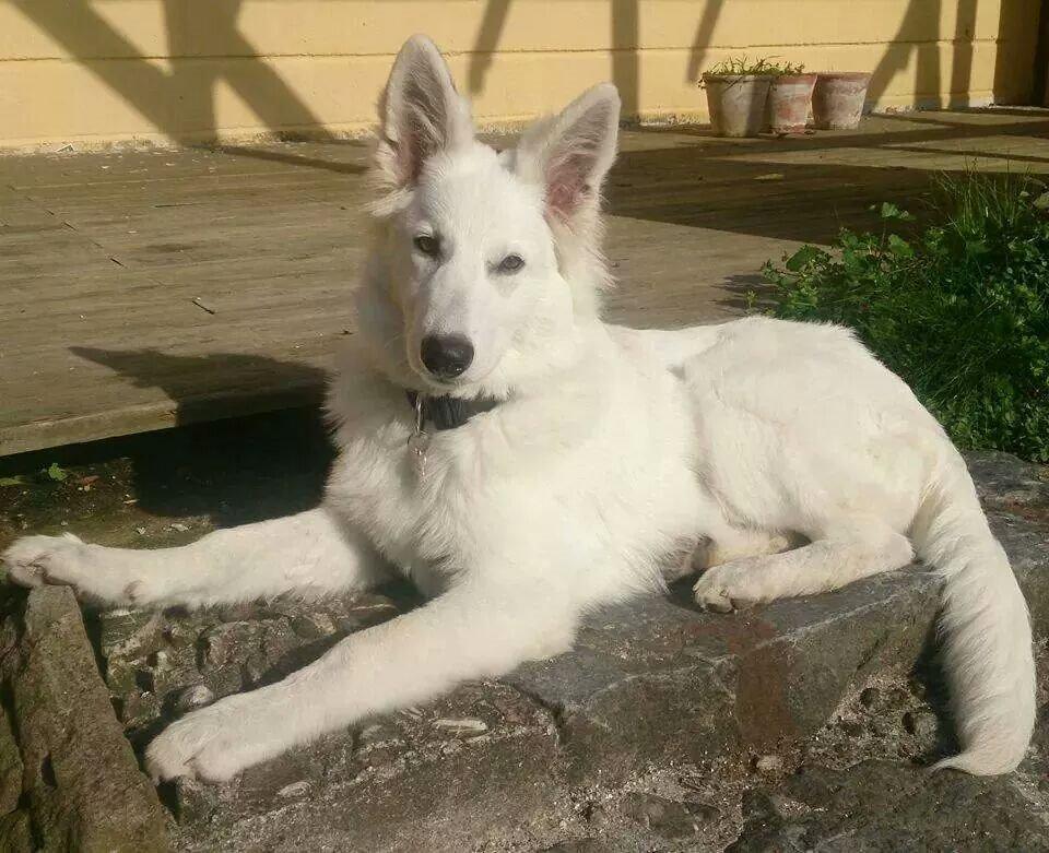 Hvid Schweizisk Hyrdehund charlie billede 1