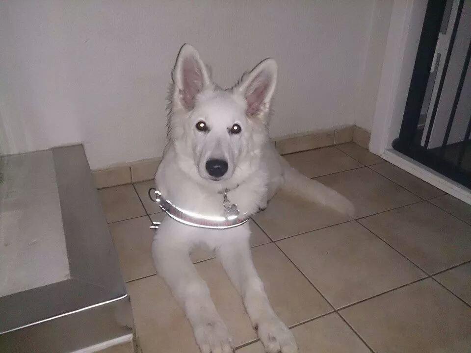 Hvid Schweizisk Hyrdehund charlie billede 2