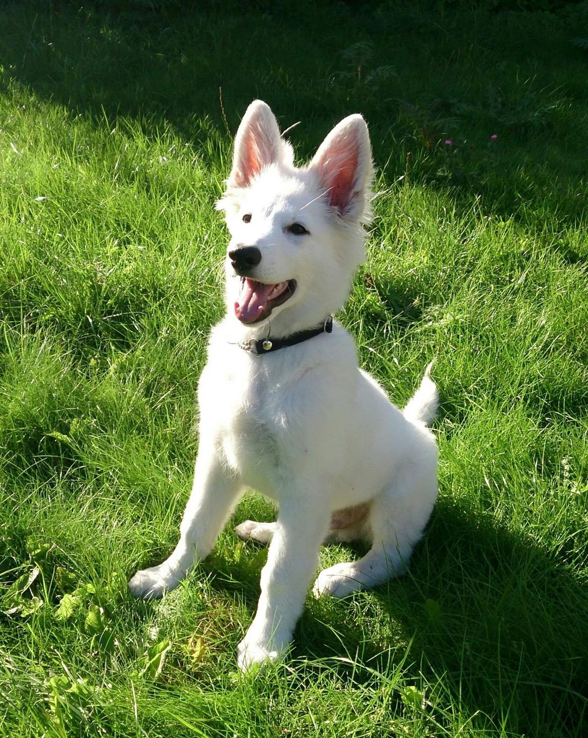 Hvid Schweizisk Hyrdehund charlie billede 3