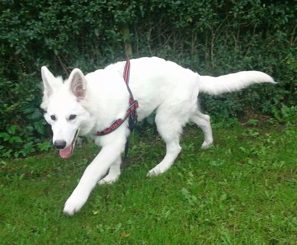 Hvid Schweizisk Hyrdehund charlie billede 4