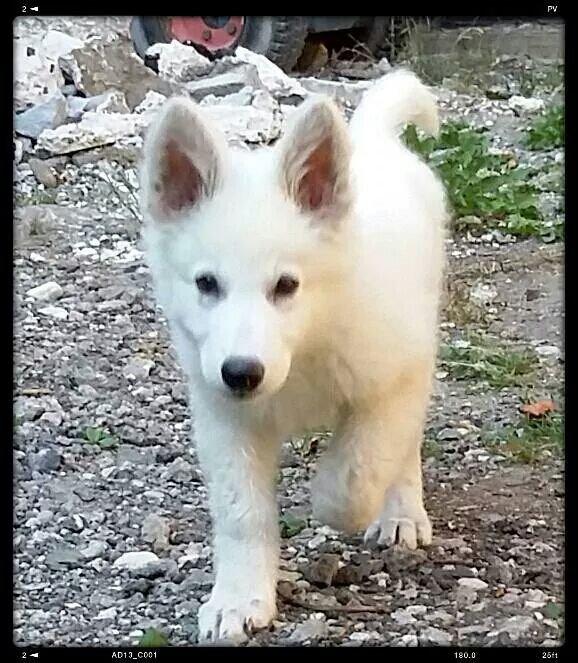 Hvid Schweizisk Hyrdehund charlie billede 5