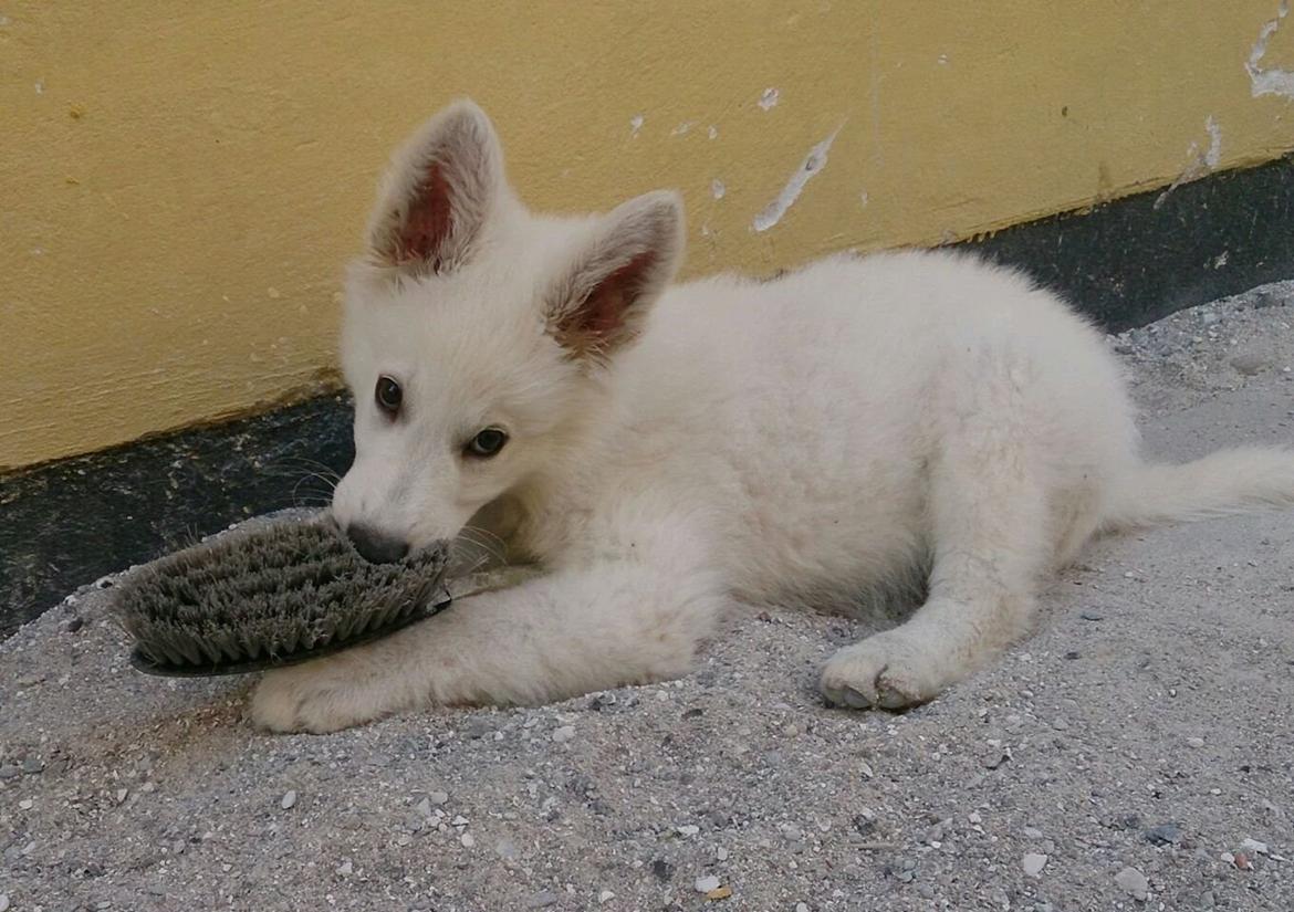 Hvid Schweizisk Hyrdehund charlie billede 6