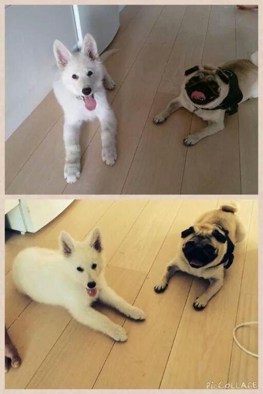 Hvid Schweizisk Hyrdehund charlie billede 7