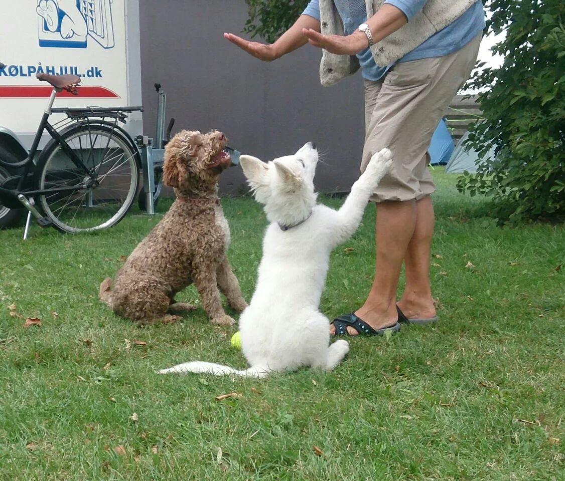 Hvid Schweizisk Hyrdehund charlie billede 8