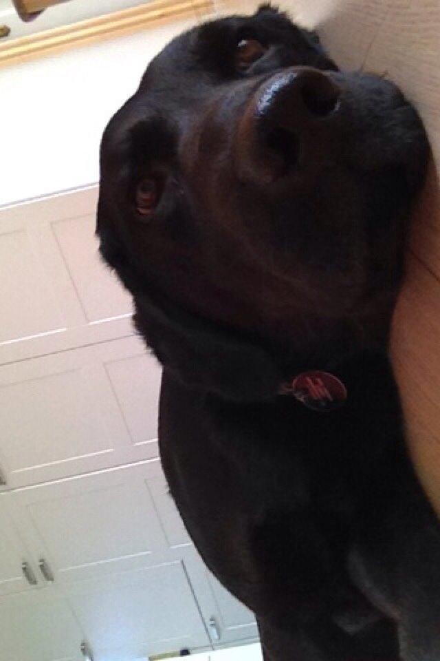 Labrador retriever Otto Albertsen billede 6