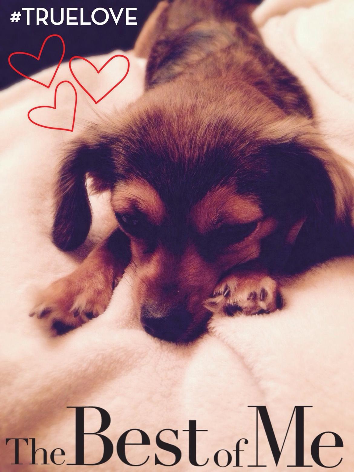 Blanding af racer Luna billede 1