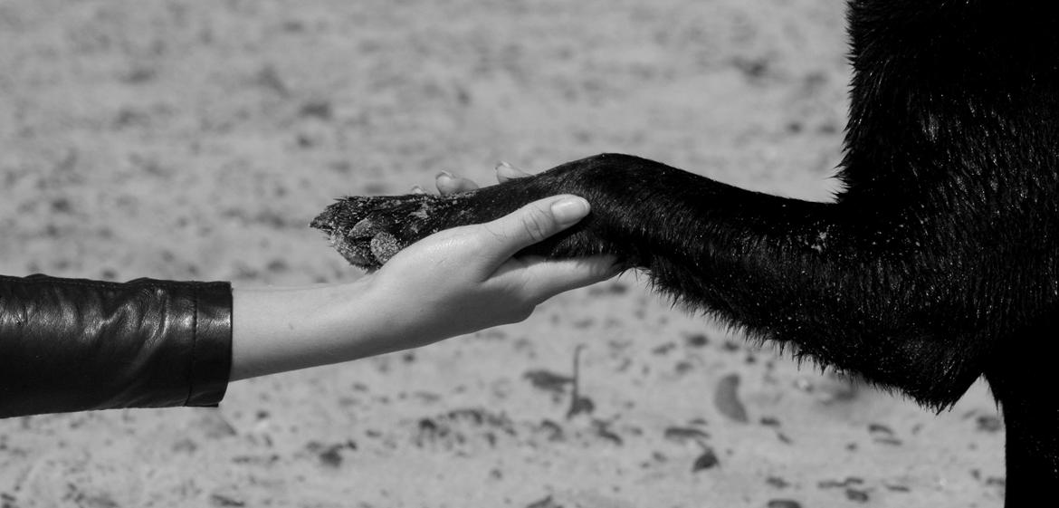 Labrador retriever Zorro billede 25