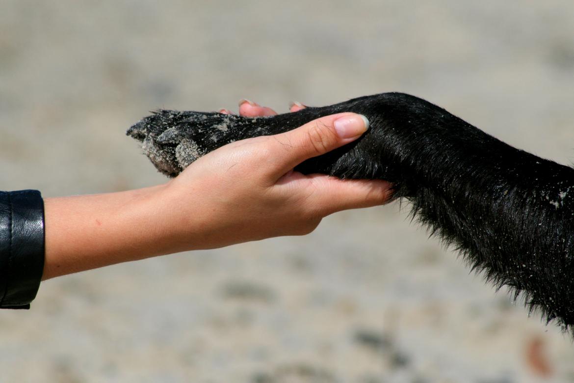 Labrador retriever Zorro billede 15
