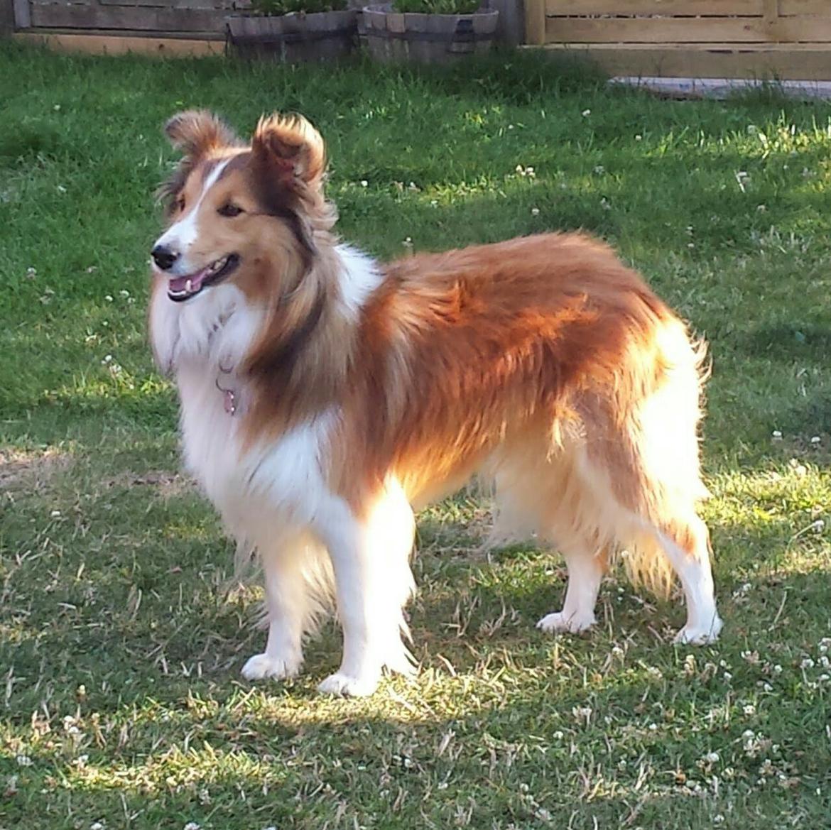 Shetland sheepdog Cindy - Cindy juli 2014 billede 1