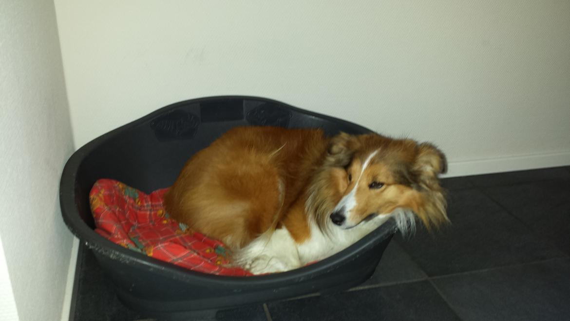 Shetland sheepdog Cindy - Jeg er så træt mor billede 9