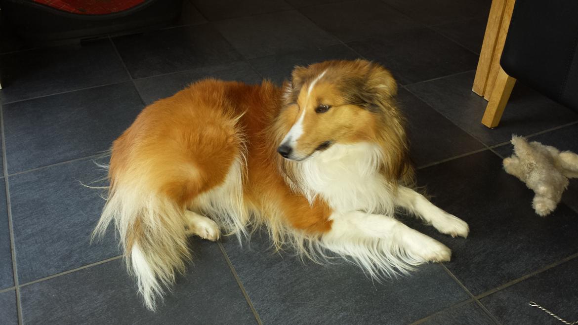 Shetland sheepdog Cindy billede 10