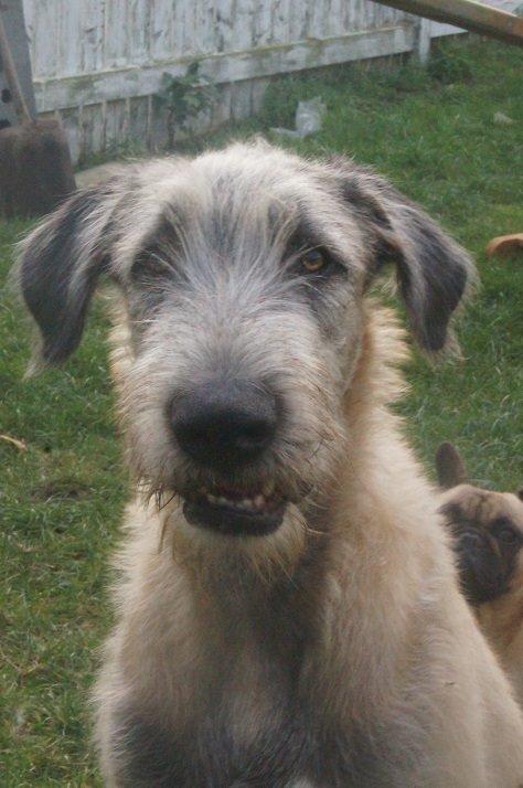 Irsk ulvehund kejser billede 1