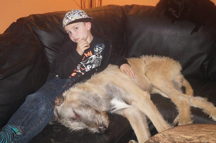 Irsk ulvehund kejser billede 2