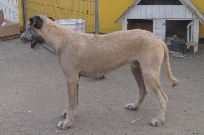 Irsk ulvehund kejser billede 3