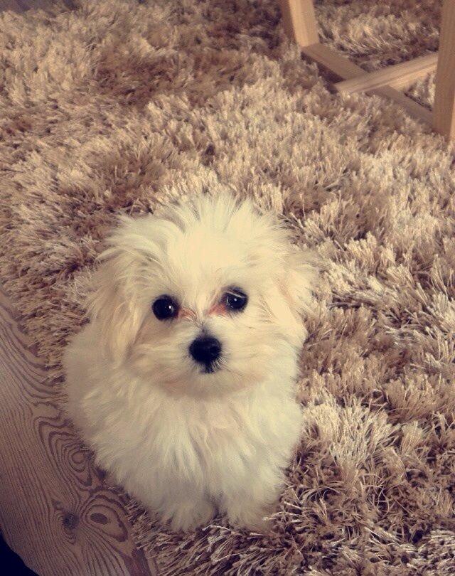 Malteser Bobby billede 1