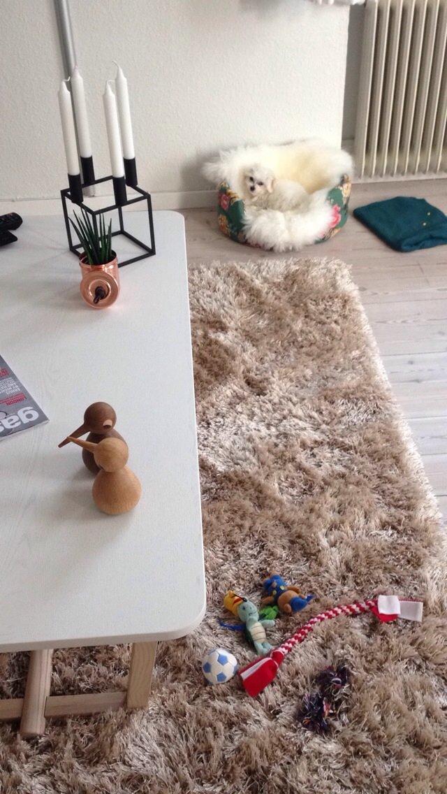 Malteser Bobby billede 2