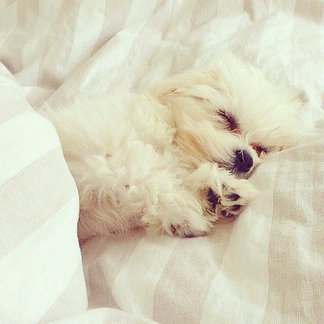 Malteser Bobby billede 3