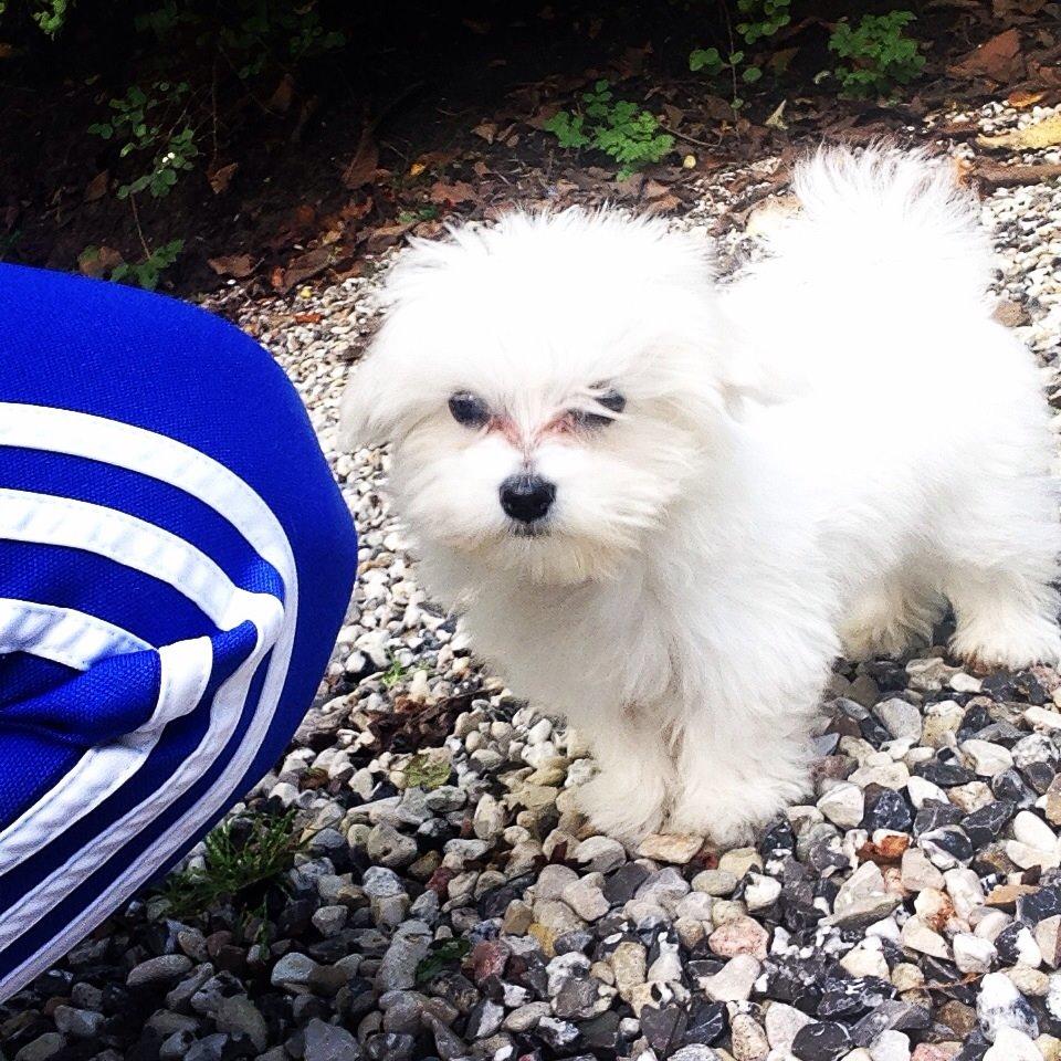 Malteser Bobby billede 4