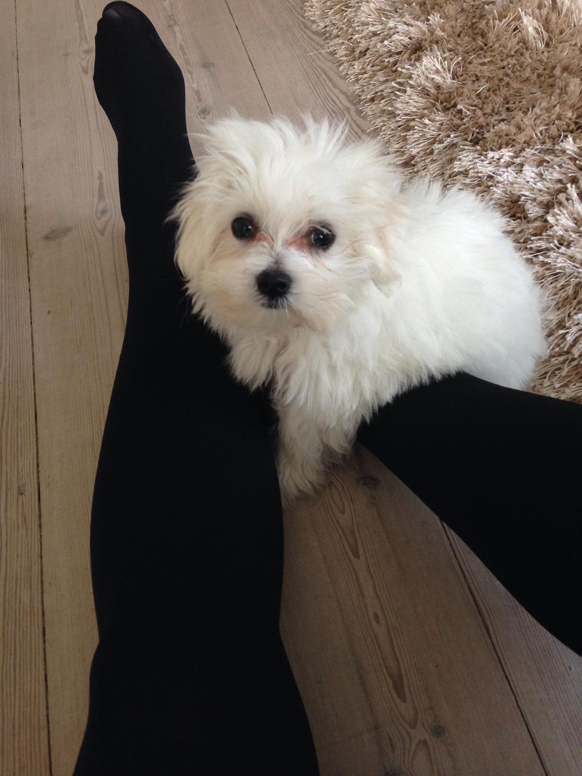 Malteser Bobby billede 5