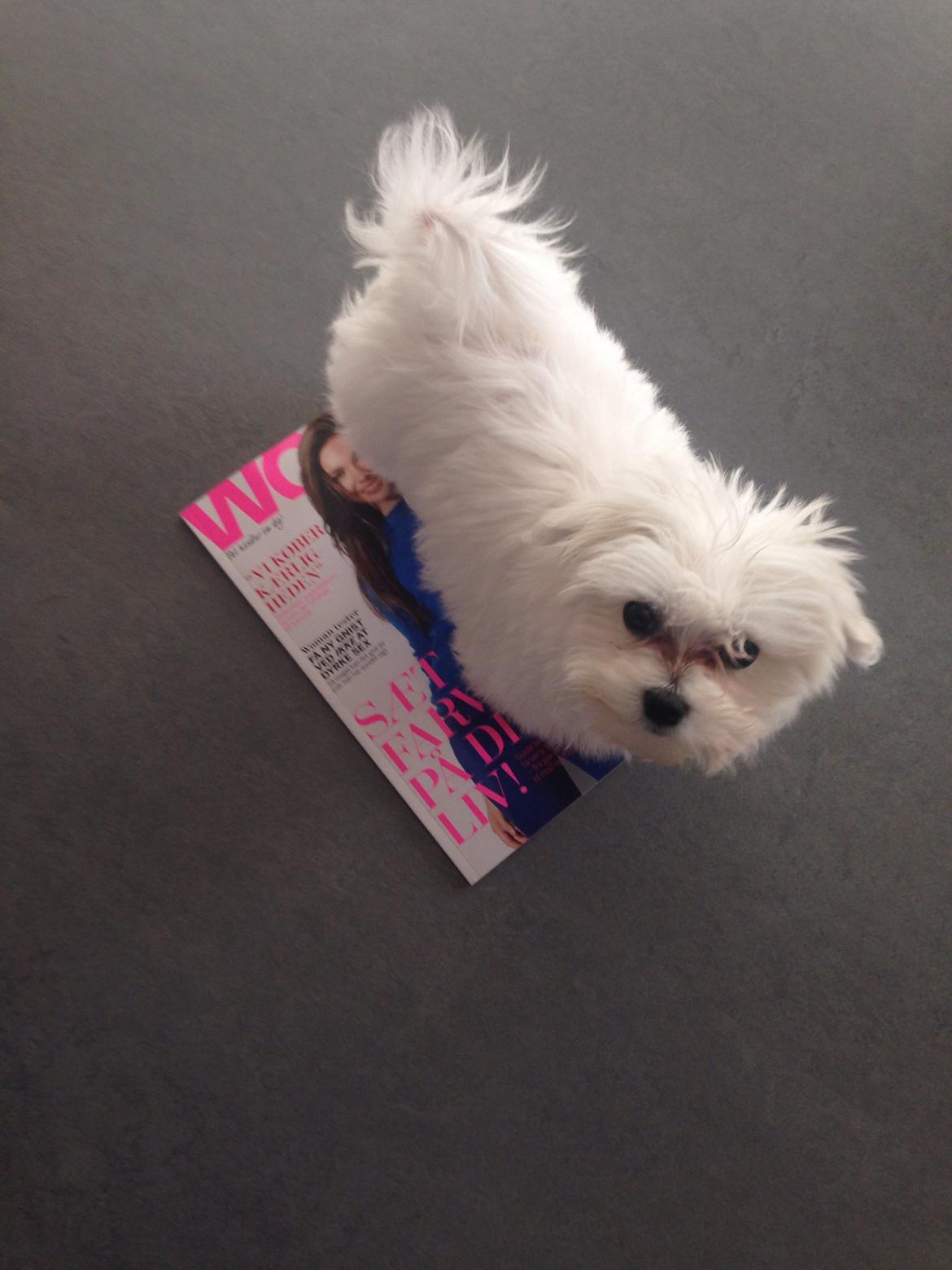 Malteser Bobby billede 6