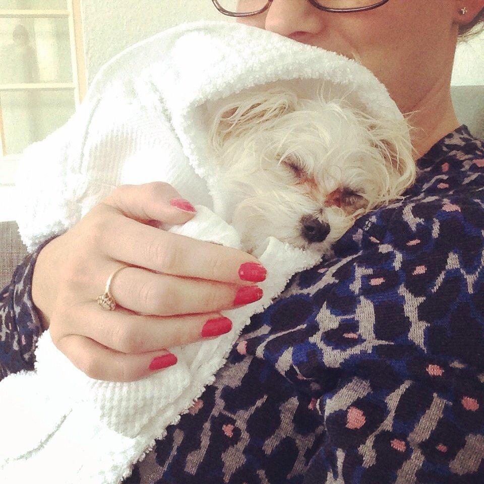 Malteser Bobby billede 7