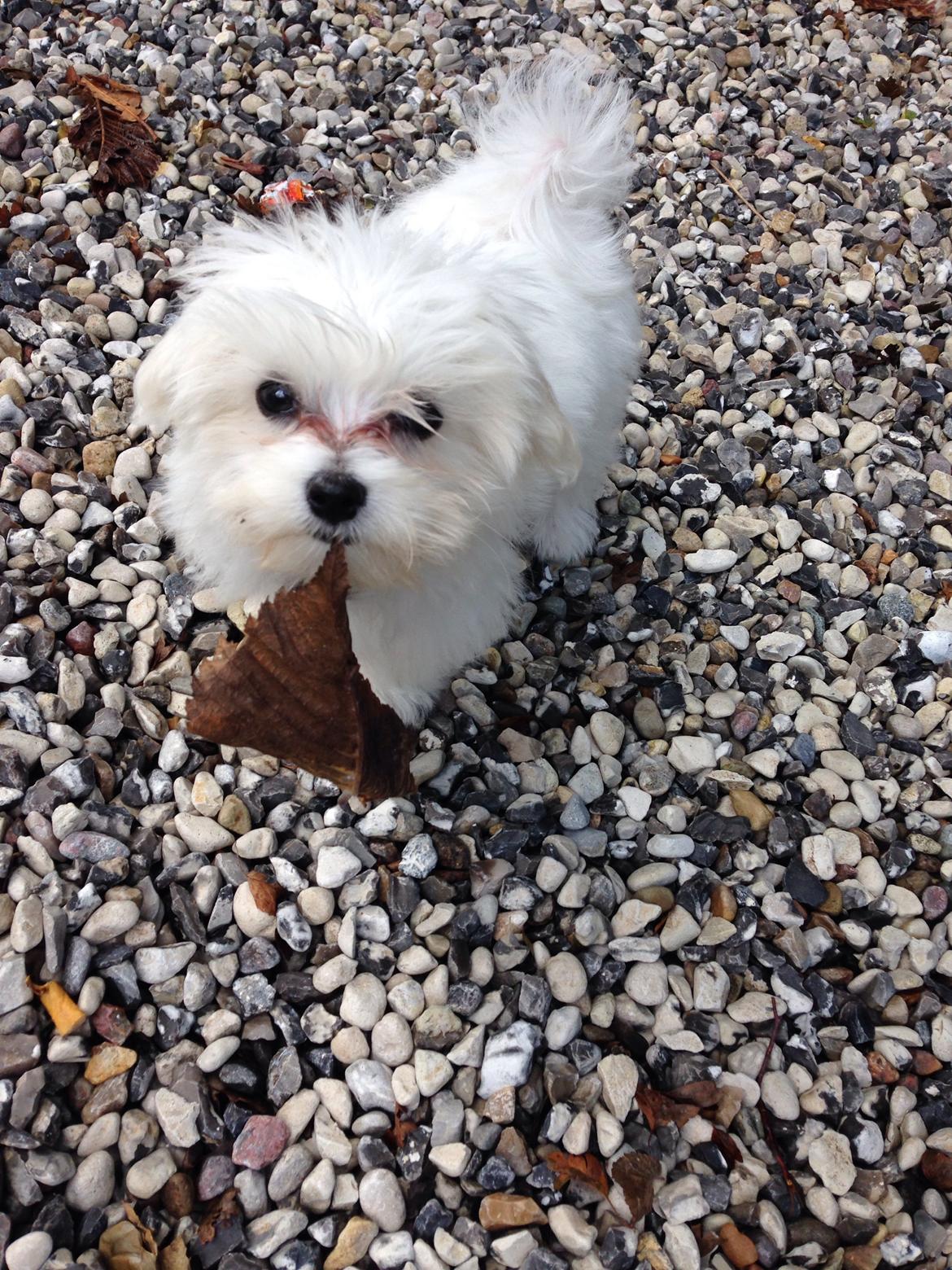 Malteser Bobby billede 8