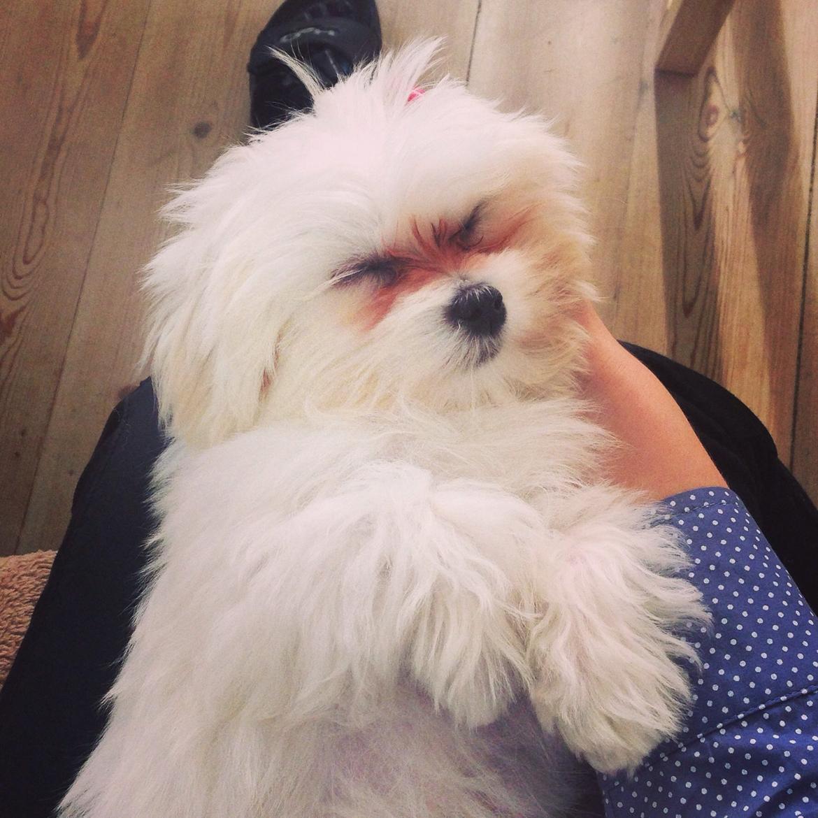 Malteser Bobby billede 9