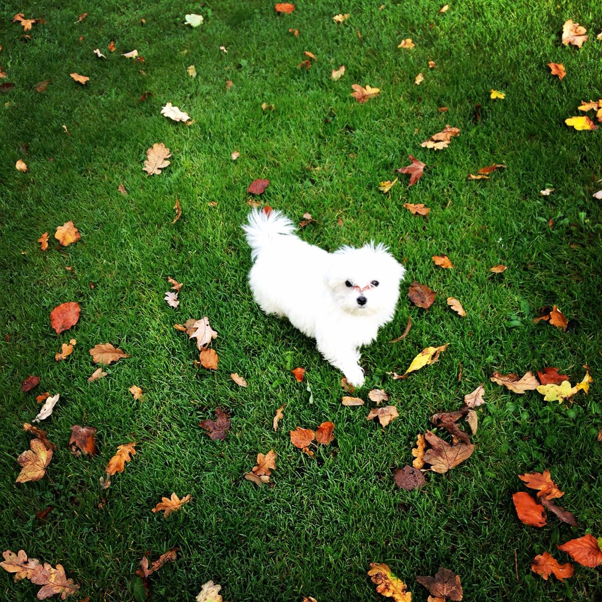 Malteser Bobby billede 10