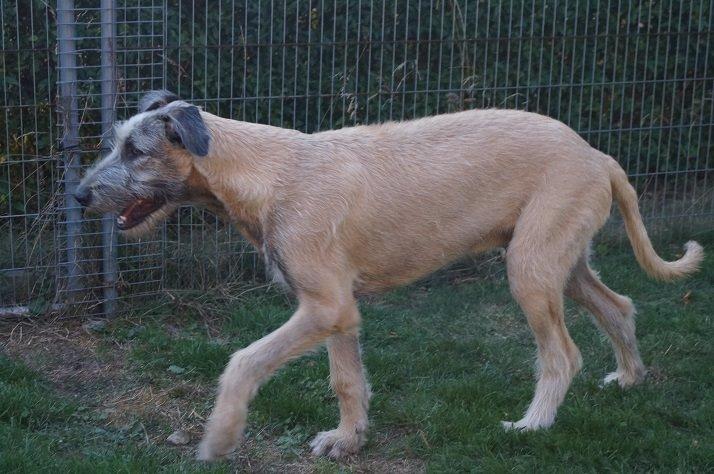 Irsk ulvehund kejser billede 4