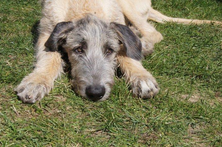 Irsk ulvehund kejser billede 5