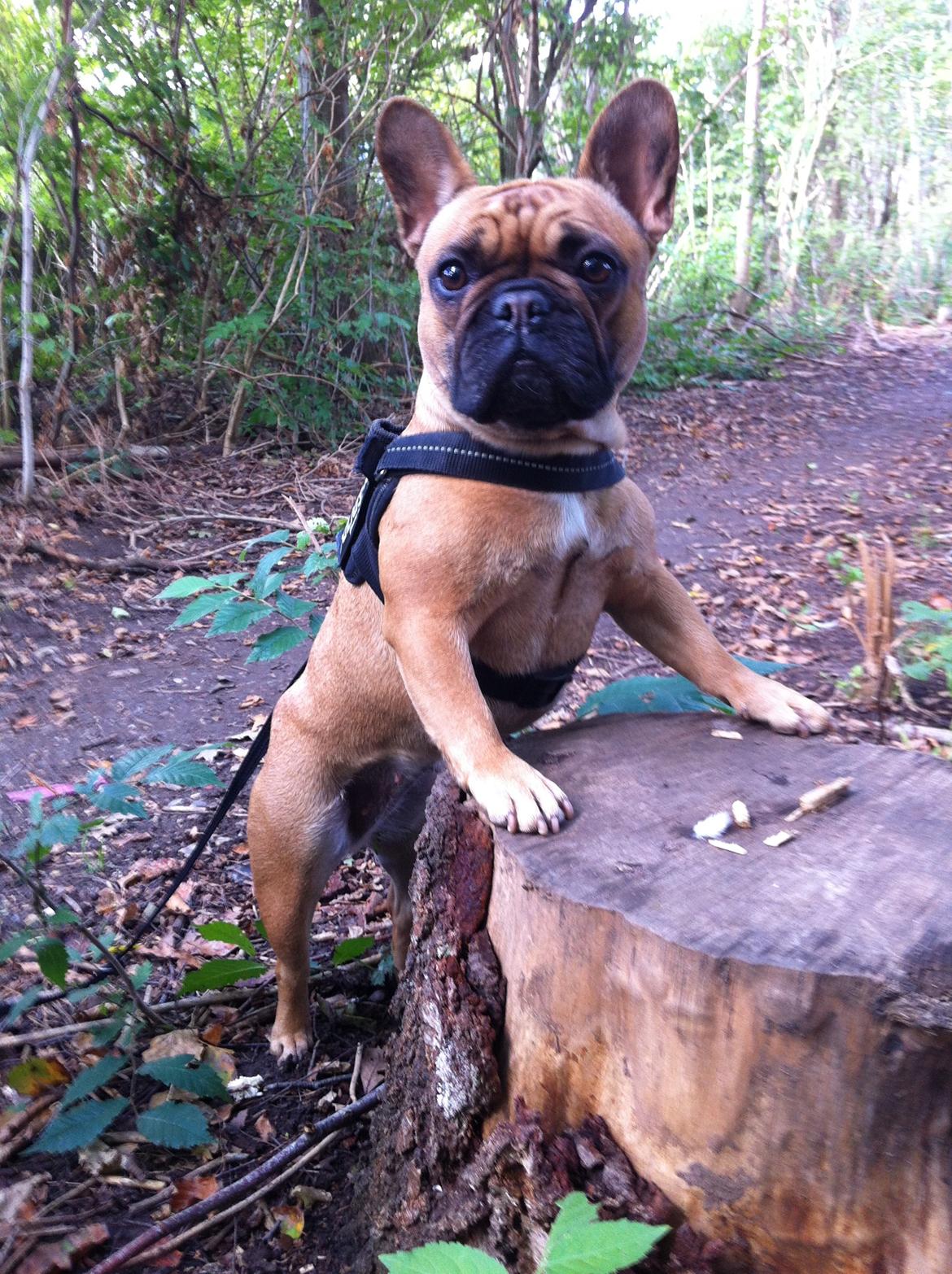 Fransk bulldog Luna :) billede 1