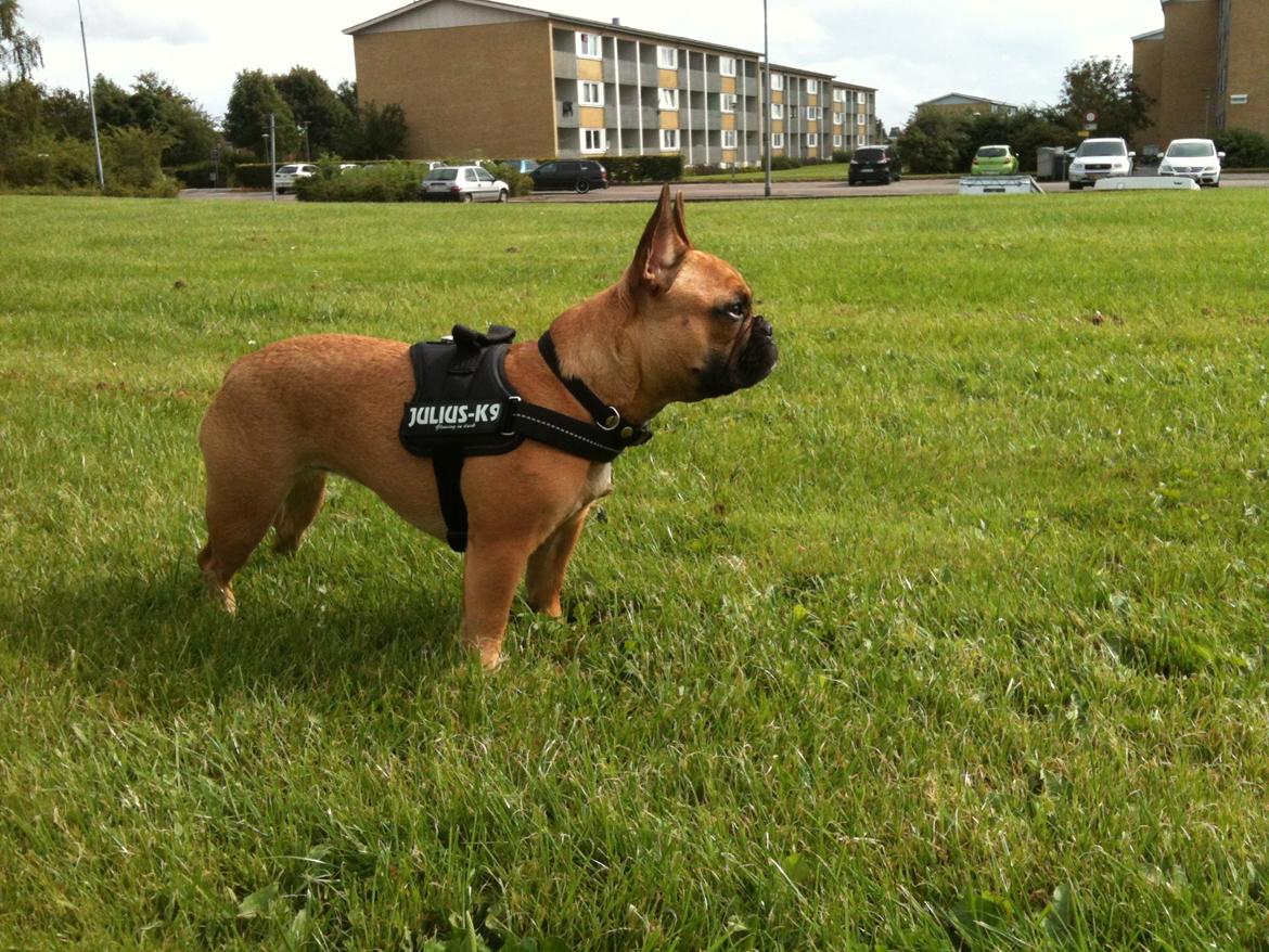 Fransk bulldog Luna :) billede 4