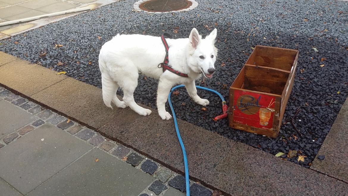 Hvid Schweizisk Hyrdehund charlie billede 9