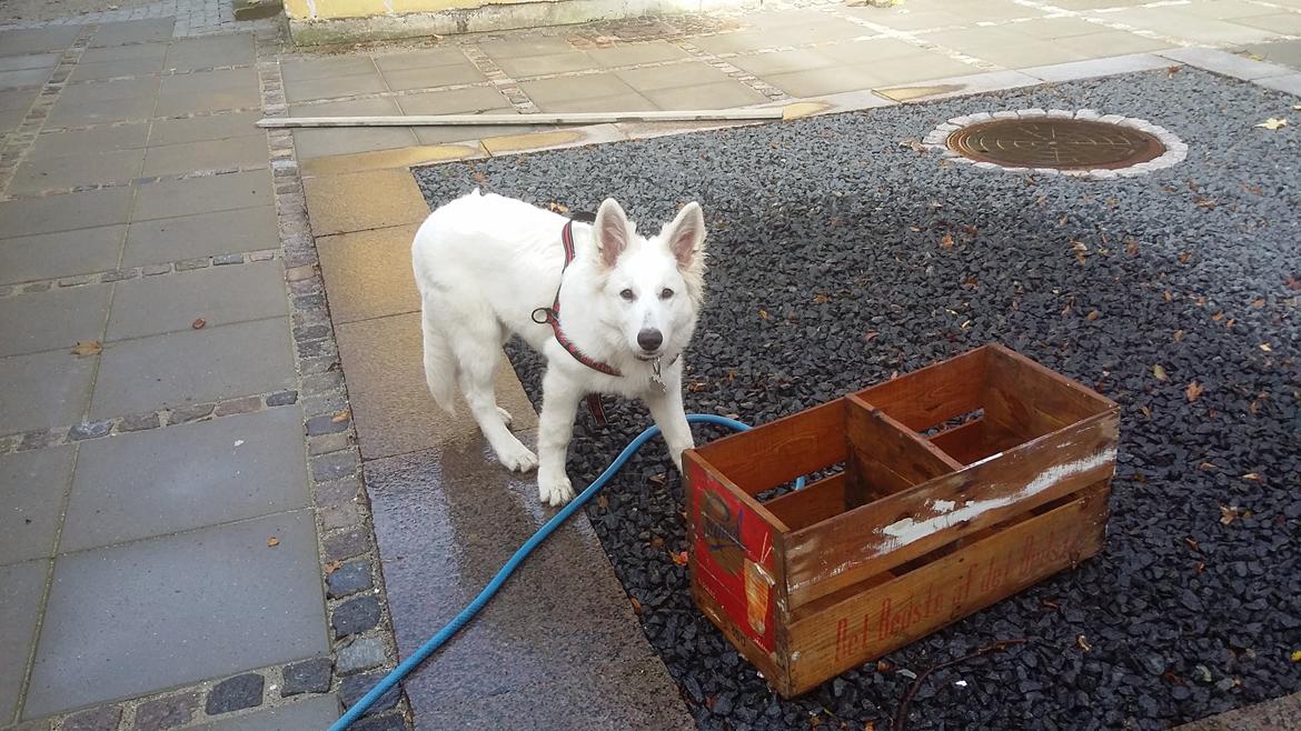 Hvid Schweizisk Hyrdehund charlie billede 10