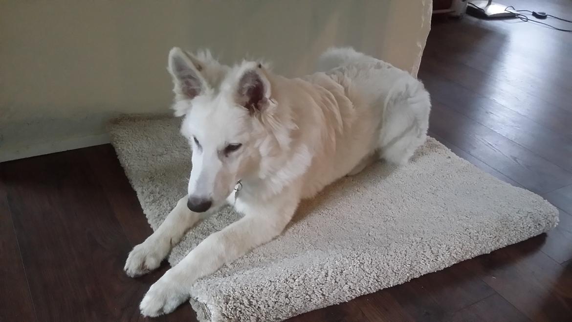 Hvid Schweizisk Hyrdehund charlie billede 11