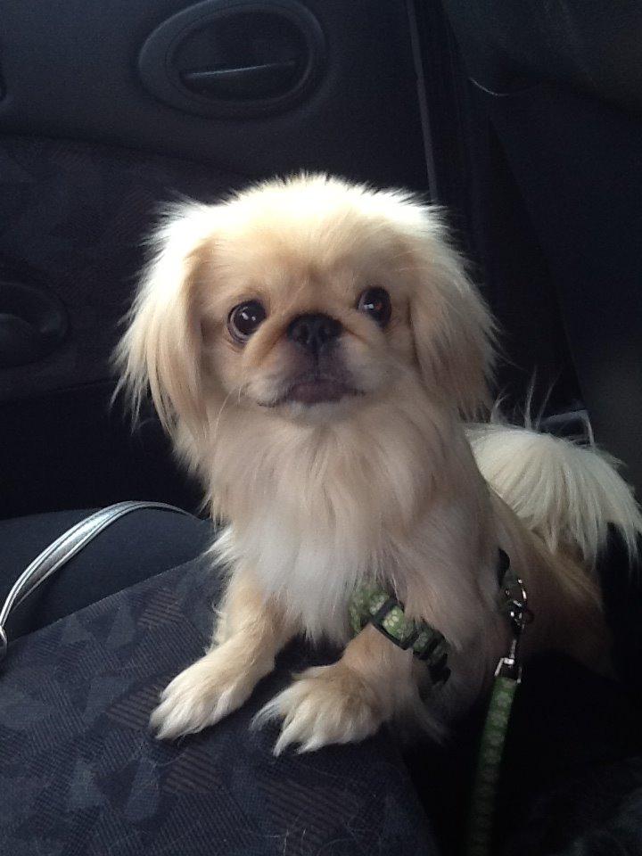 Pekingeser molly billede 1
