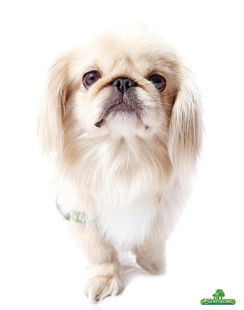 Pekingeser molly billede 2