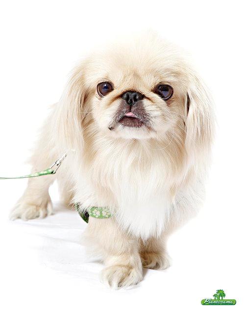 Pekingeser molly billede 3